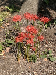 Lycoris