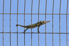 Chamaeleo chamaeleon