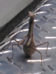 Stagmomantis