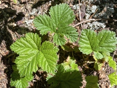 Rubus lasiococcus