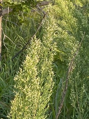 Baccharis neglecta