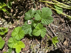 Rubus lasiococcus