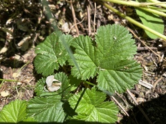 Rubus lasiococcus