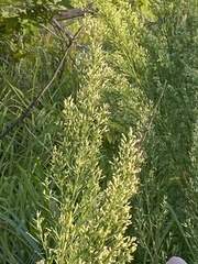 Baccharis neglecta