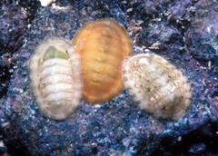 Rhyssoplax linsleyi