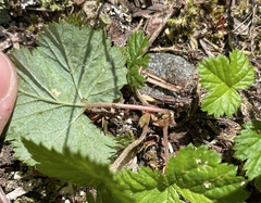 Rubus lasiococcus