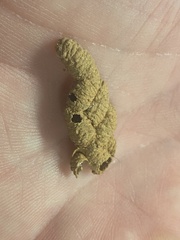Auplopus carbonarius