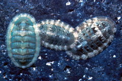 Rhyssoplax linsleyi