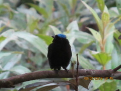 Lepidothrix velutina