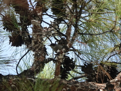 Curruca melanocephala