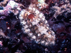 Stenoplax petaloides