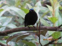 Lepidothrix velutina