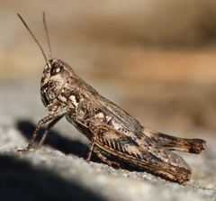 Chorthippus corsicus corsicus