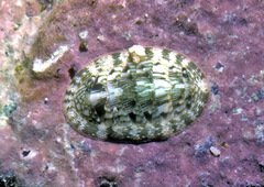 Rhyssoplax linsleyi