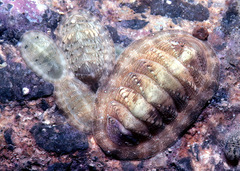 Rhyssoplax linsleyi