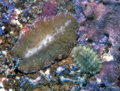 Rhyssoplax linsleyi