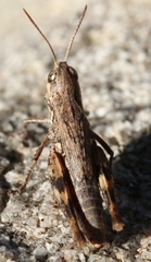 Chorthippus corsicus corsicus