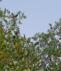 Tachycineta bicolor