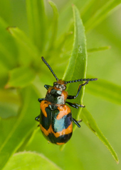 Phyllocharis undulata