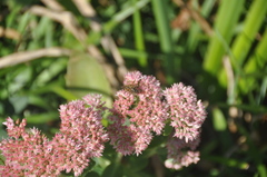 Apis mellifera