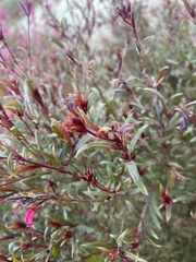 Oenothera lindheimeri