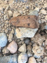 Agrotis trux