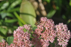 Magnoliopsida