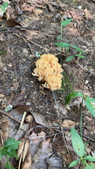 Ramaria formosa