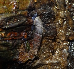 Clausilia