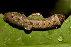 Orthodes majuscula