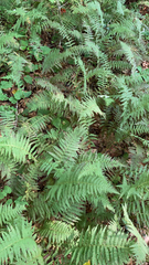 Amauropelta noveboracensis