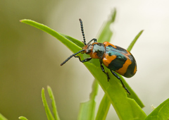 Phyllocharis undulata