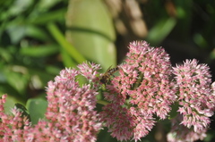 Magnoliopsida