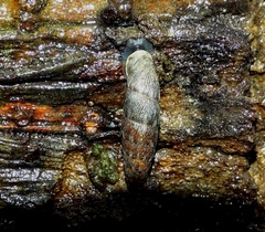 Clausilia