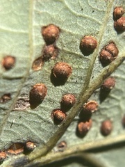 Neuroterus tantulus