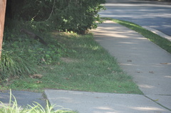 Sciurus carolinensis