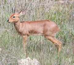 Raphicerus campestris campestris