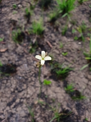 Kohautia amatymbica