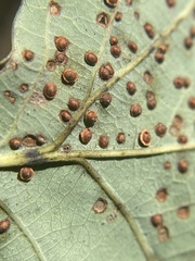 Neuroterus tantulus