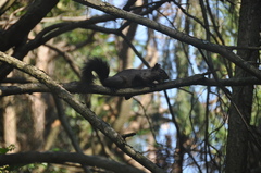 Sciurus carolinensis