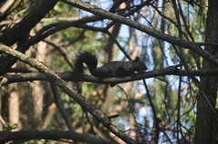 Sciurus carolinensis