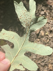 Neuroterus tantulus