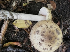 Amanita ceciliae