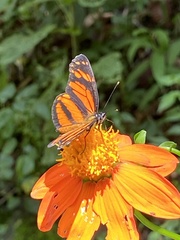 Eresia phillyra phillyra