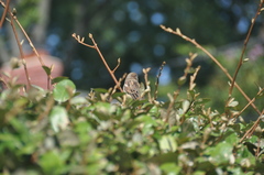 Passer domesticus