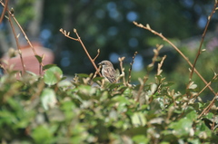 Passer domesticus