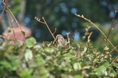 Passer domesticus