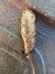 Megapallifera mutabilis