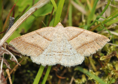Petrophora subaequaria