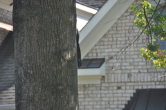 Sciurus carolinensis